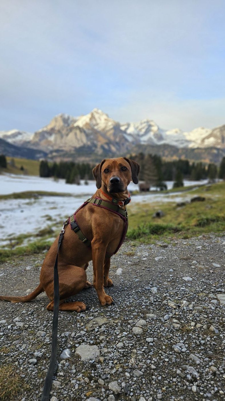 Ayana sitzt an der Leine vor Bergpanorama