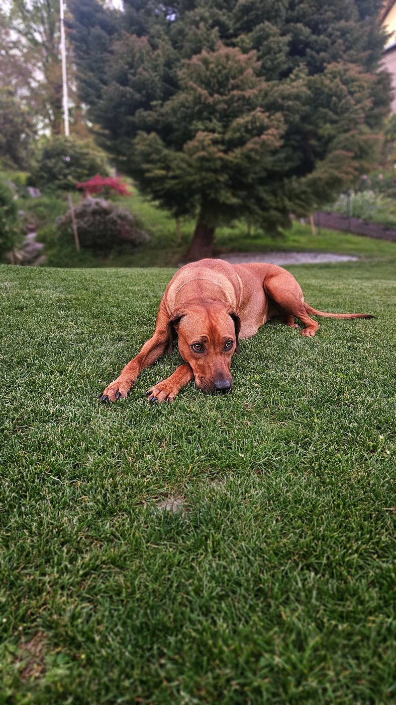 Ayana liegt entspannt im Gras