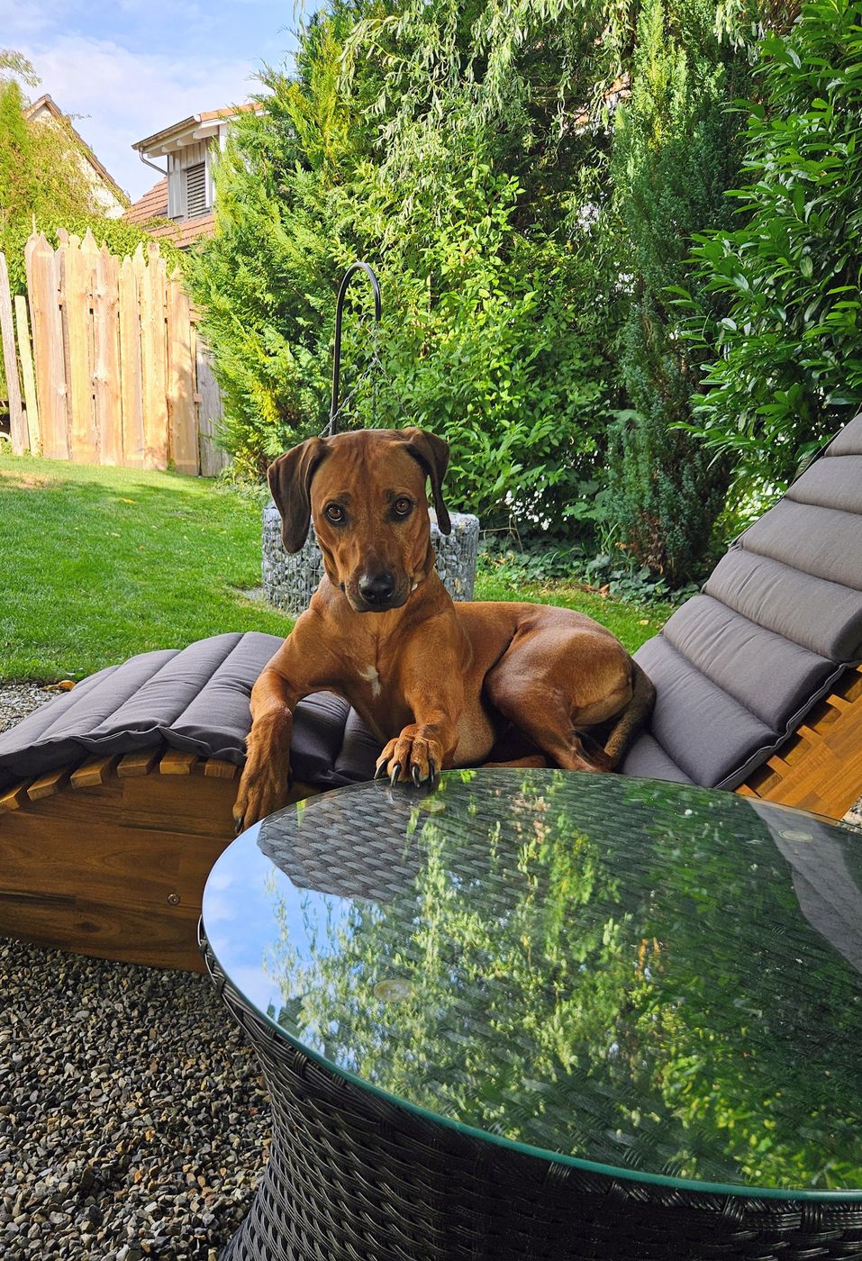 Ayana liegt im Garten auf der Liege