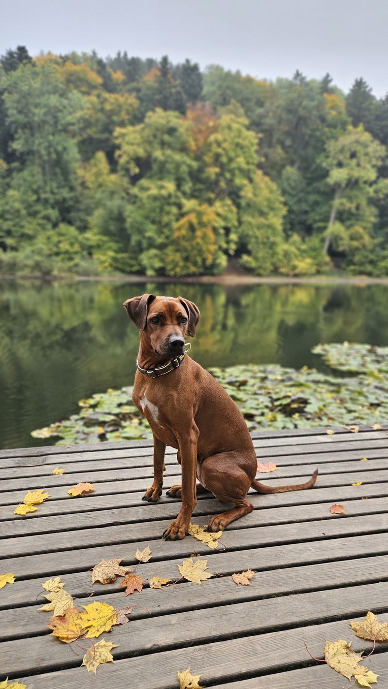 Ekhaya sitzt auf einem Holzsteg am See, umgeben von Herbstlaub
