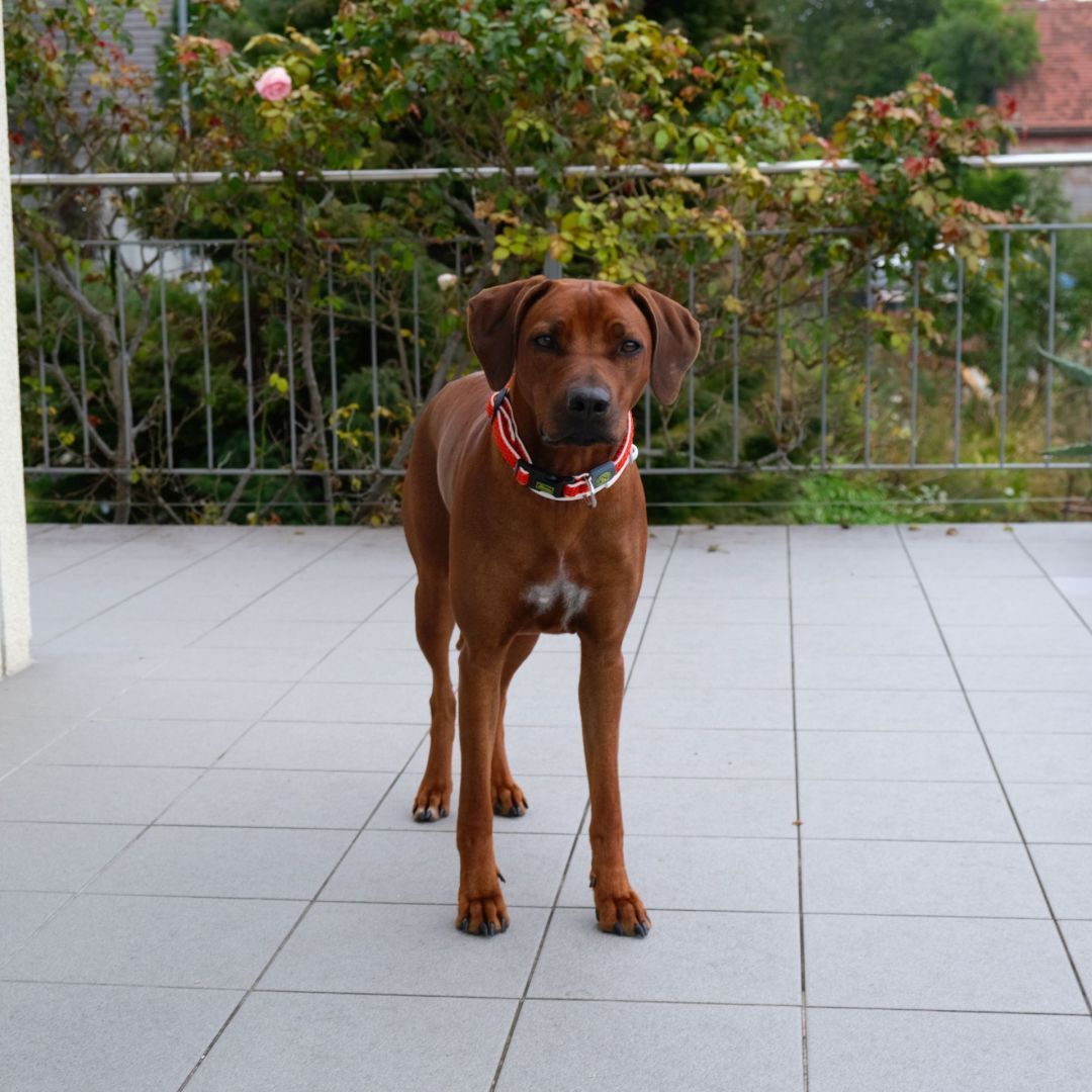 Ekhaya auf der Terrasse