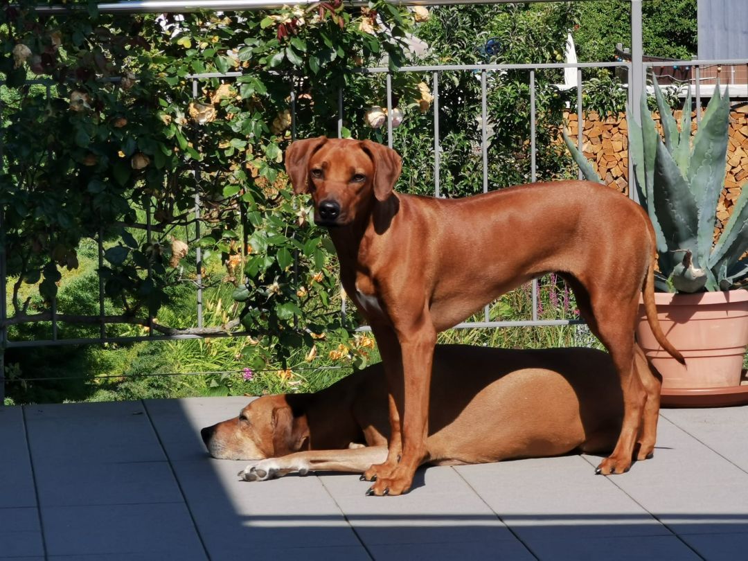 Ekhaya steht auf der Terrasse, daneben liegt ein Welpe