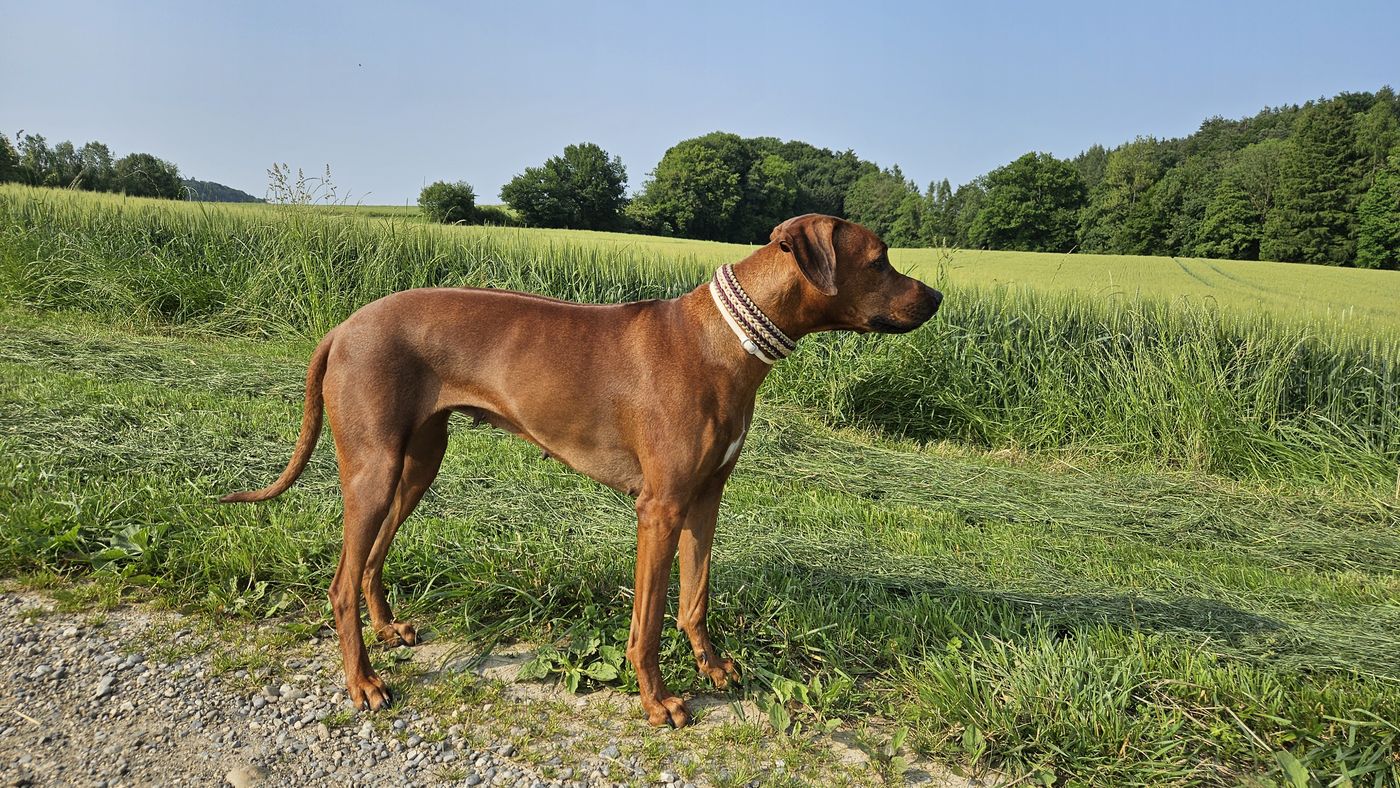 Ekhaya steht im Profil in einer Sommerwiese