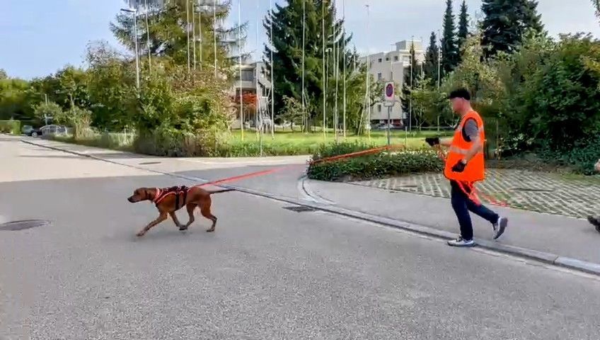 Ridgeback beim Trail an der langen Leine, Trainer im Hintergrund