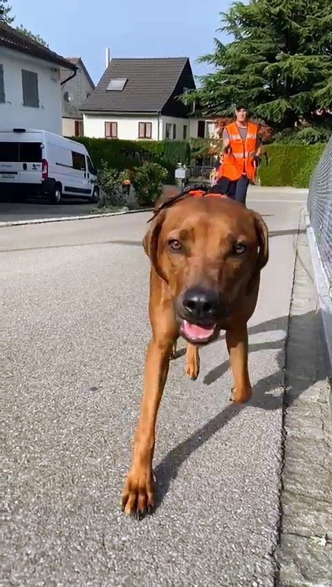 Ridgeback läuft beim Mantrailing direkt auf die Kamera zu