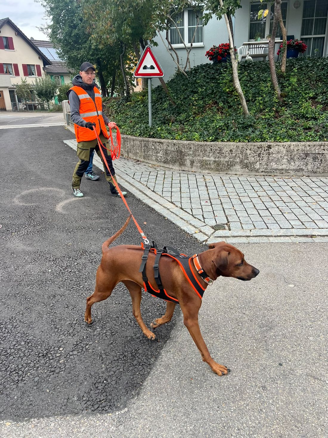 Ein Ridgeback zieht Thomas beim Mantrailing an der langen Leine durch ein Wohnquartier