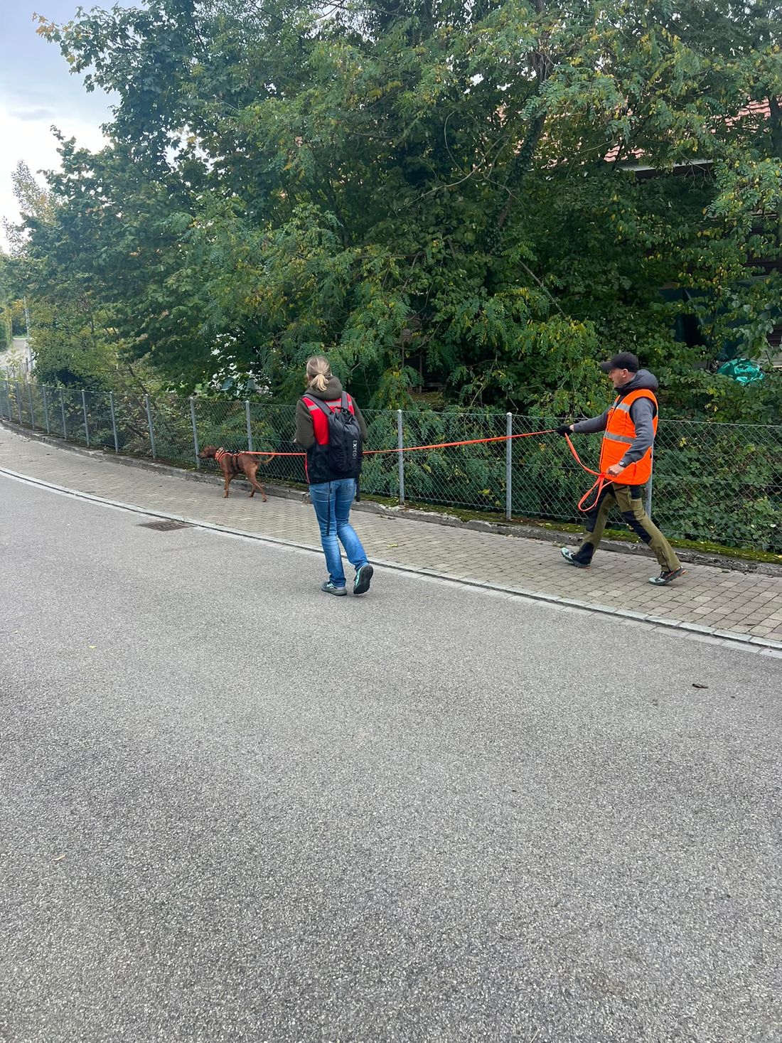 Der Ridgeback sucht an der Leine entlang eines Gehwegs, Thomas und Karin folgen ihm