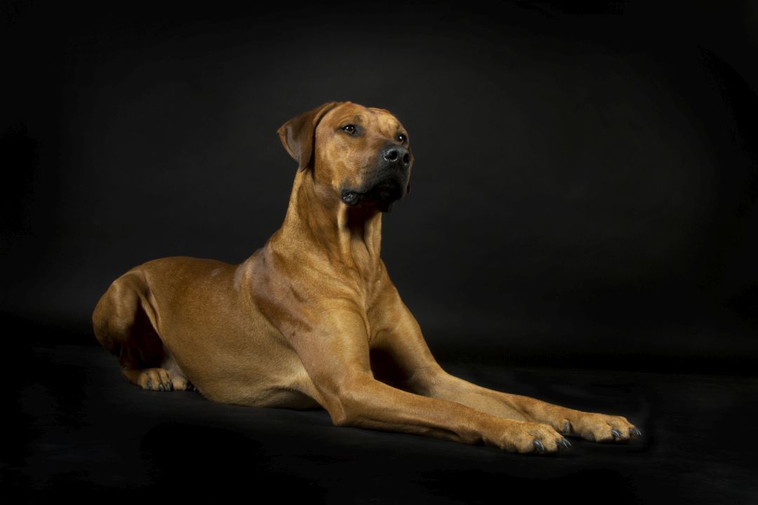 Rhodesian Ridgeback Hündin Ekhaya im Studioporträt