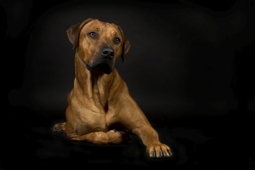 Rhodesian Ridgeback im Studio vor schwarzem Hintergrund