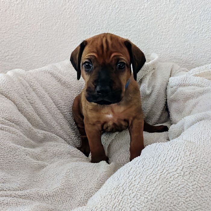 Ridgeback-Welpe Adem mit 4 Wochen