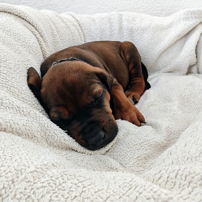 Ridgeback-Welpe Akani mit 4 Wochen