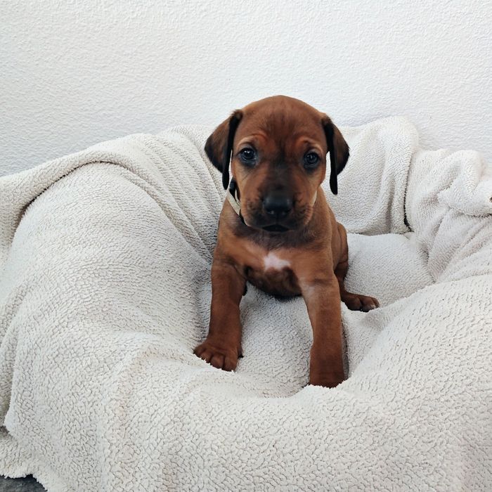Ridgeback-Welpe Alita mit 4 Wochen