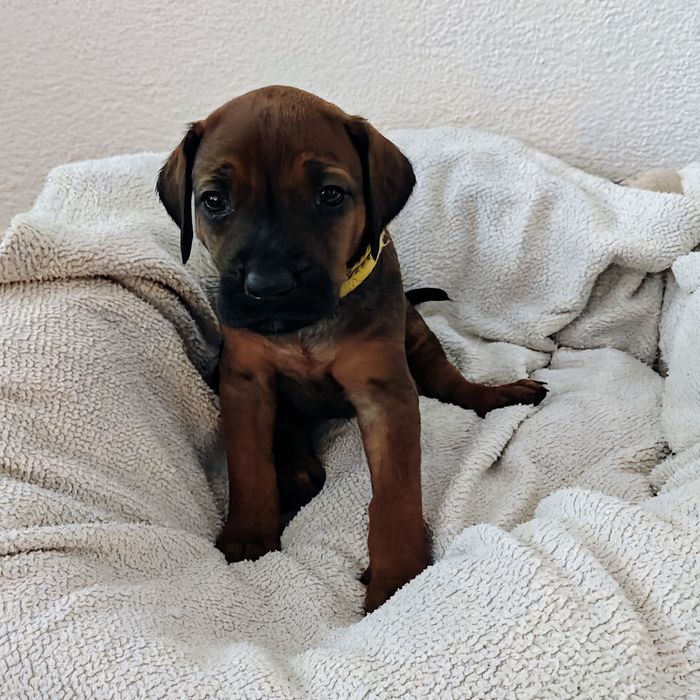 Ridgeback-Welpe Amali mit 4 Wochen