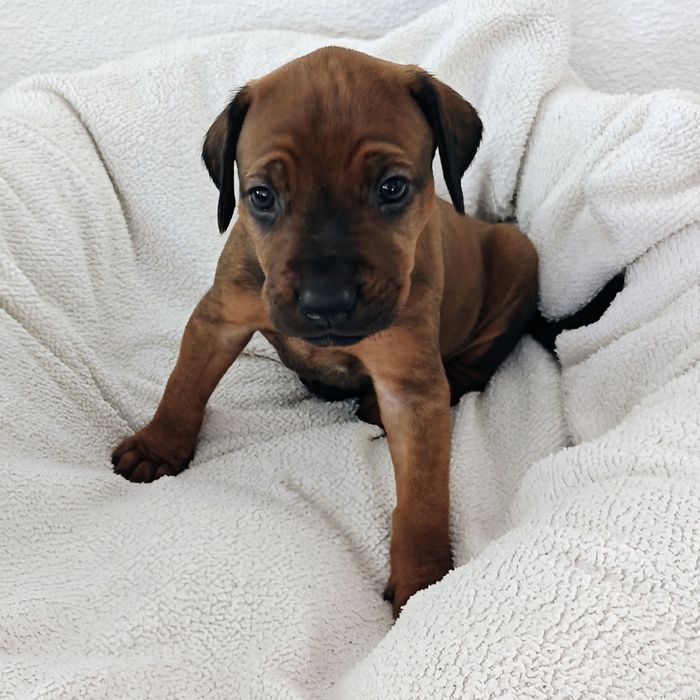 Ridgeback-Welpe Amina mit 4 Wochen