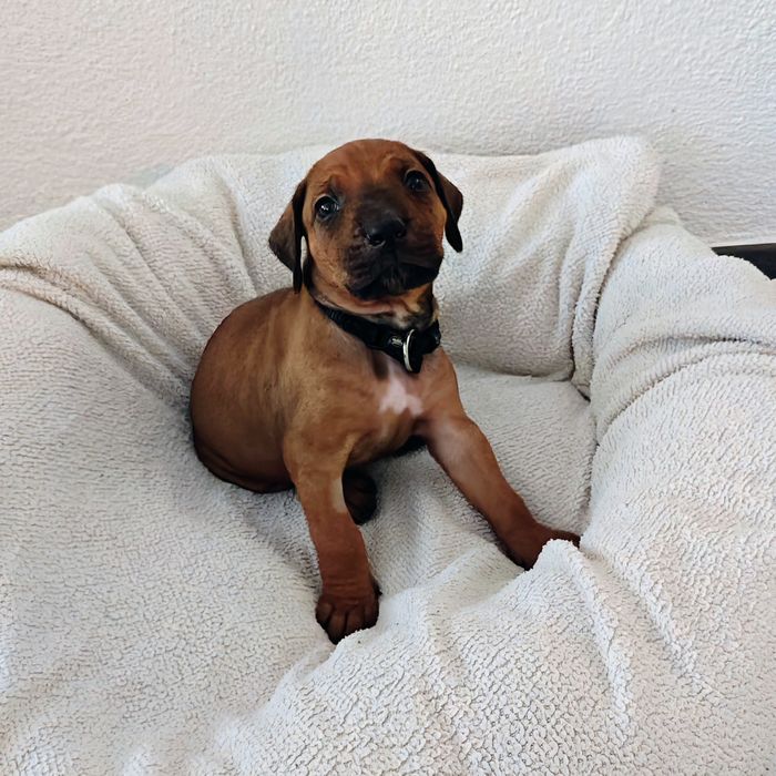 Ridgeback-Welpe Ari mit 4 Wochen