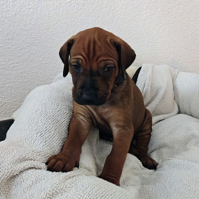 Ridgeback-Welpe Askari mit 4 Wochen