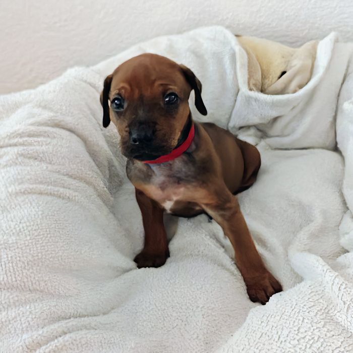 Ridgeback-Welpe Aurora mit 4 Wochen