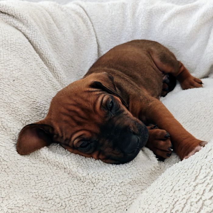 Ridgeback-Welpe Ayo mit 4 Wochen