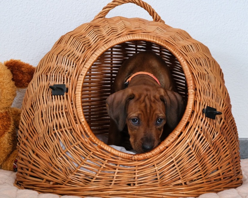 Rhodesian Ridgeback Welpe Aaliyah 7. Woche