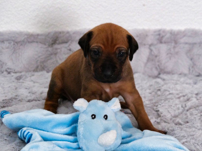 Rhodesian Ridgeback Welpe Adem 3. Woche