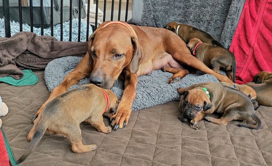 Rhodesian Ridgeback Hündin mit Welpen