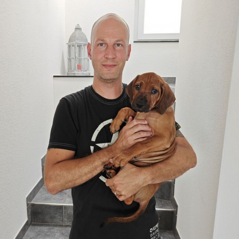 Rhodesian Ridgeback Welpe Adem 8. Woche