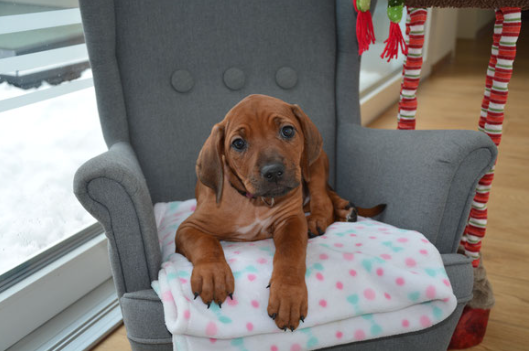 Ekhaya of Firevalley Welpe Rhodesian Ridgeback