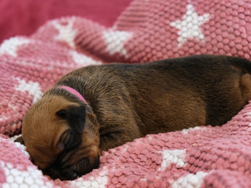 Rhodesian Ridgeback Welpe Aaliyah