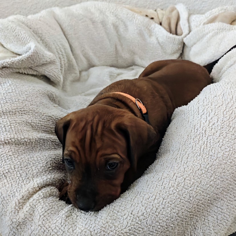 Rhodesian Ridgeback Welpe Aaliyah 4. Woche