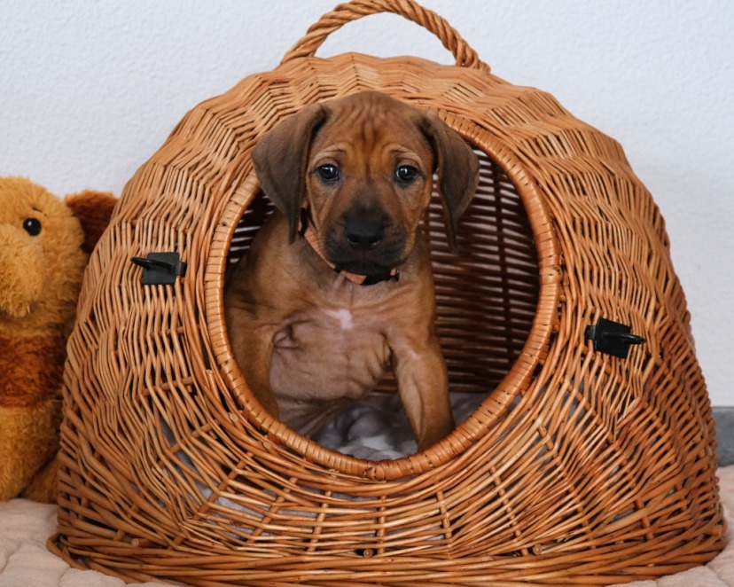 Rhodesian Ridgeback Welpe Ayana 7. Woche