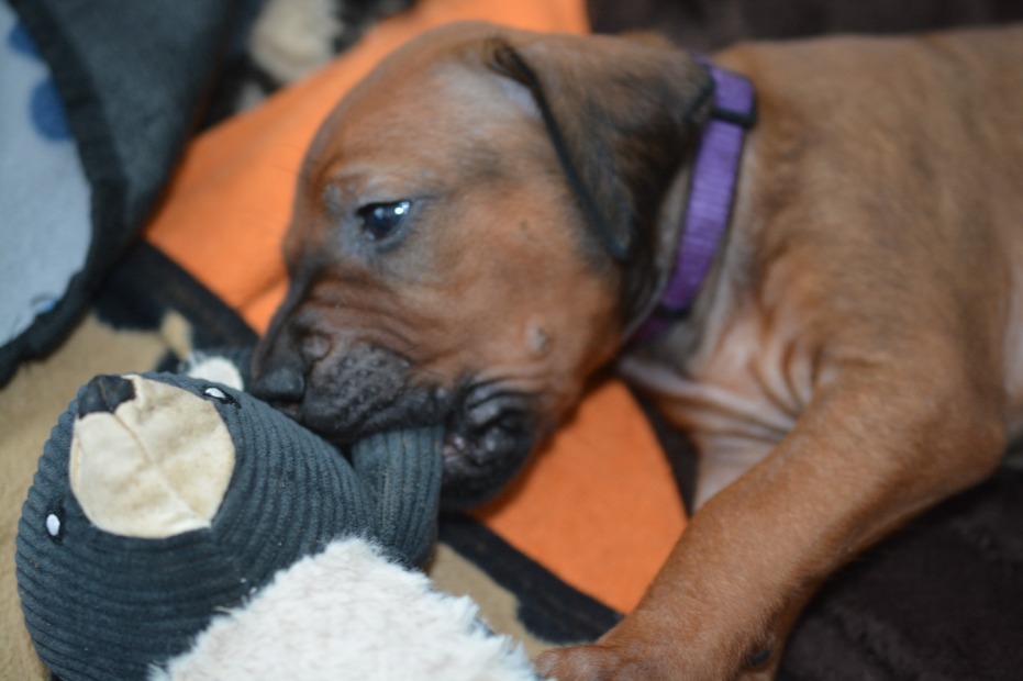 Rhodesian Ridgeback Azana 4 Wochen alt