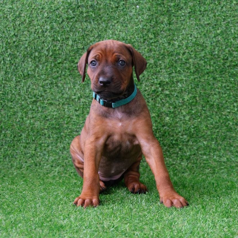 Rhodesian Ridgeback Welpe Amina 5. Woche