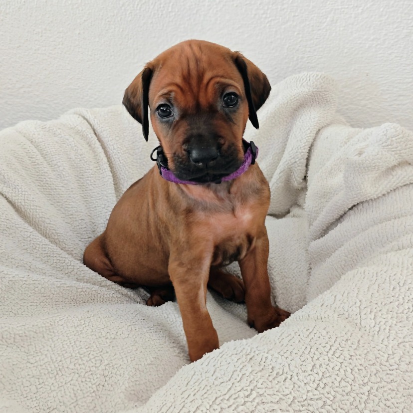 Rhodesian Ridgeback Welpe Azana 4. Woche