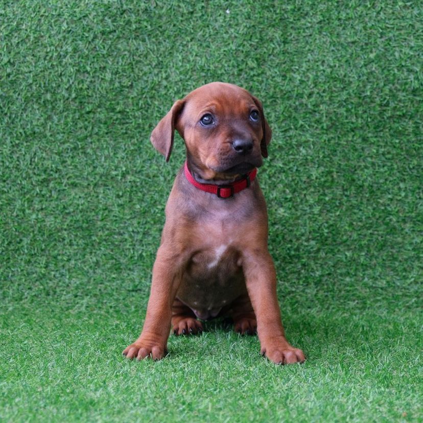 Rhodesian Ridgeback Welpe Aurora 5. Woche