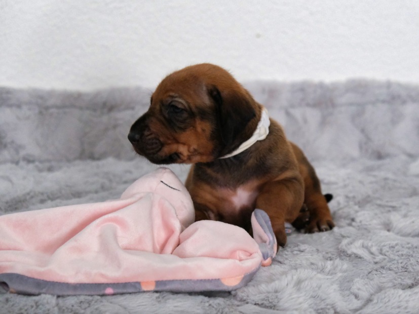 Rhodesian Ridgeback Welpe Alita 3. Woche