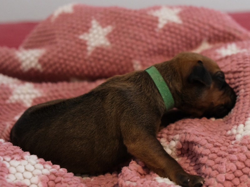 Rhodesian Ridgeback Welpe Akimbo