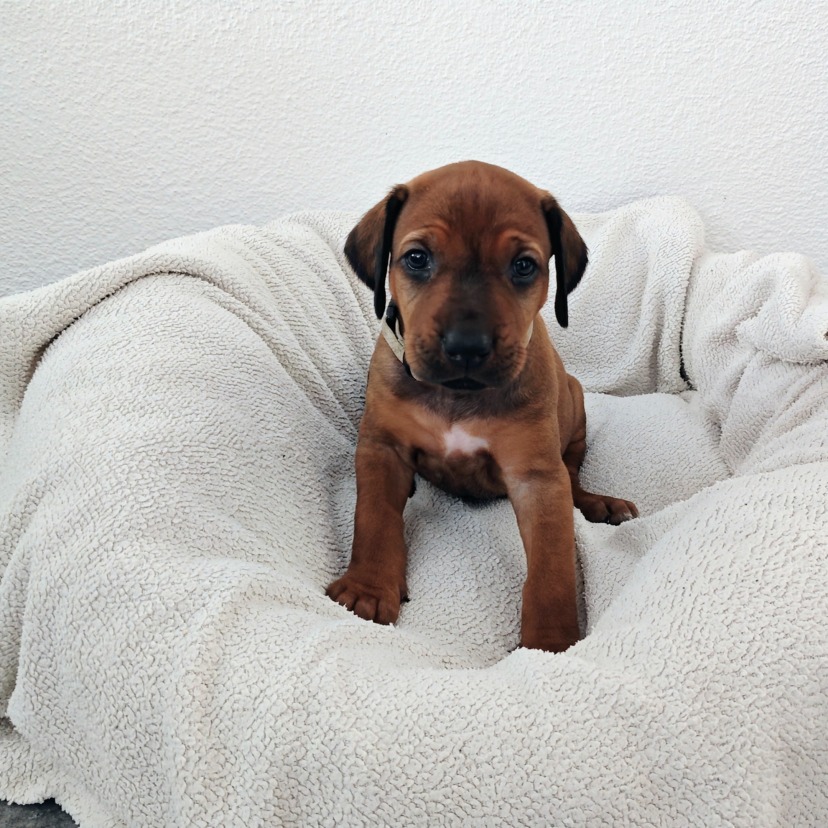 Rhodesian Ridgeback Welpe Alita 4. Woche