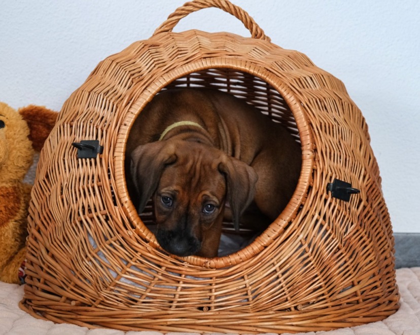 Rhodesian Ridgeback Welpe Amali 7. Woche