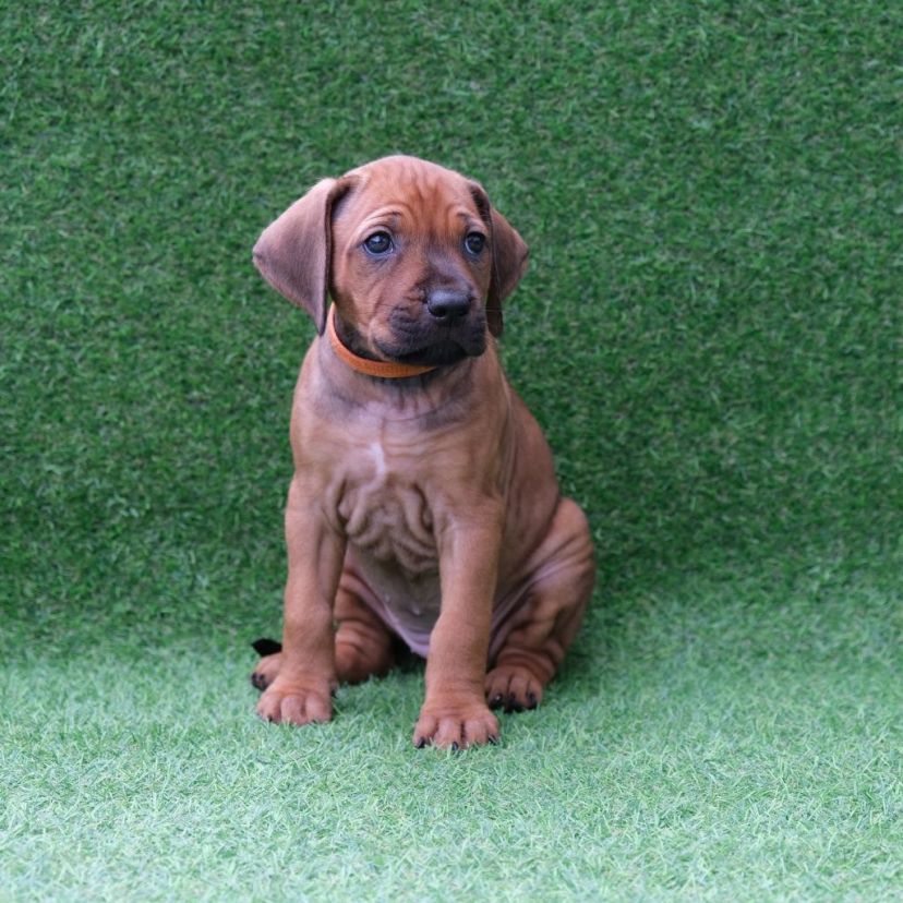 Rhodesian Ridgeback Welpe Ayana 5. Woche