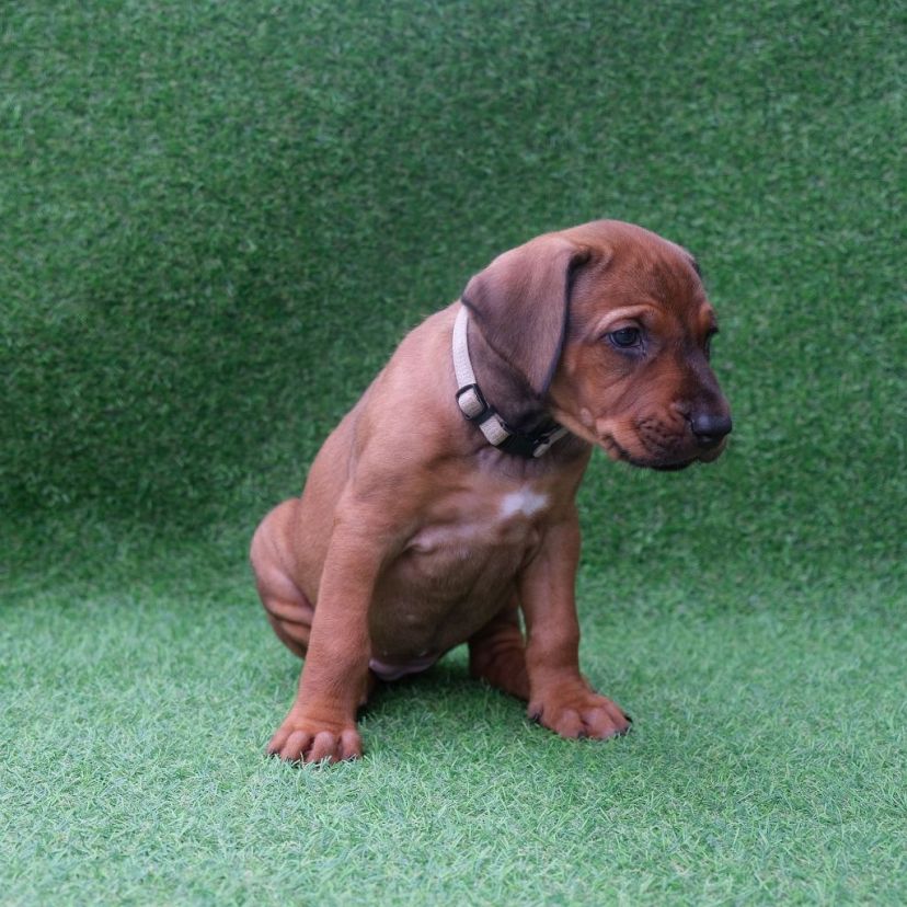 Rhodesian Ridgeback Welpe Alita 5. Woche