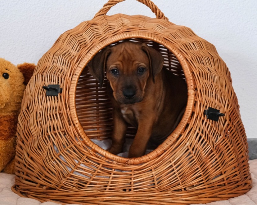 Rhodesian Ridgeback Welpe Aurora 7. Woche