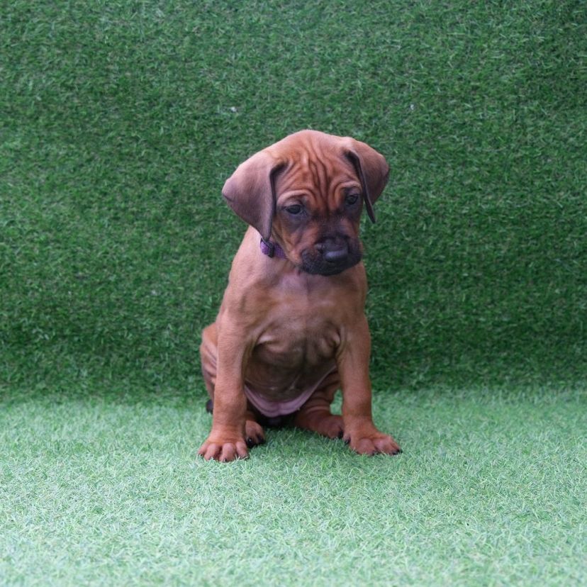 Rhodesian Ridgeback Welpe Azana 5. Woche