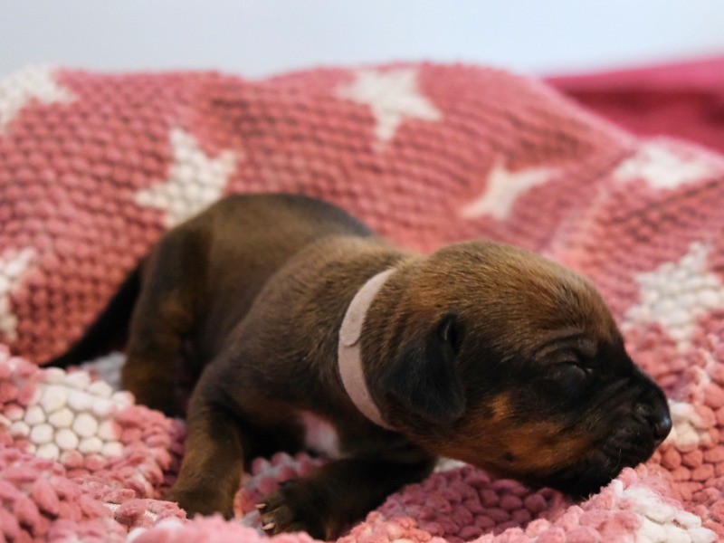 Rhodesian Ridgeback Welpe Akani