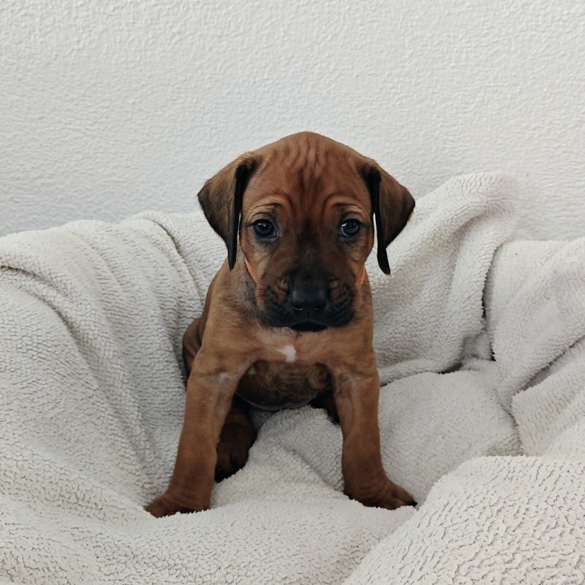 Rhodesian Ridgeback Welpe Ayana 4. Woche