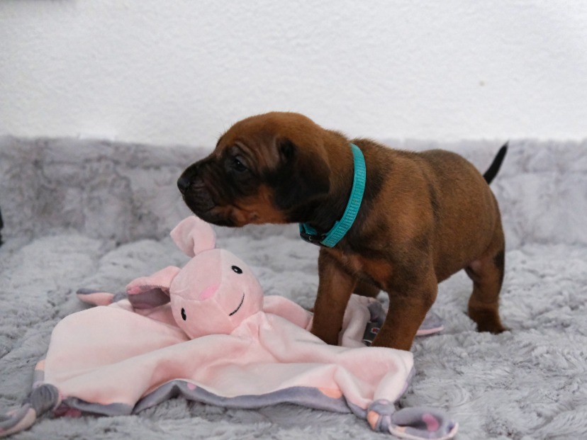 Rhodesian Ridgeback Welpe Amina 3. Woche