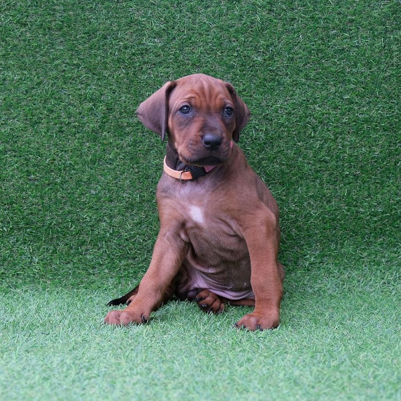 Rhodesian Ridgeback Welpe Aaliyah 5. Woche