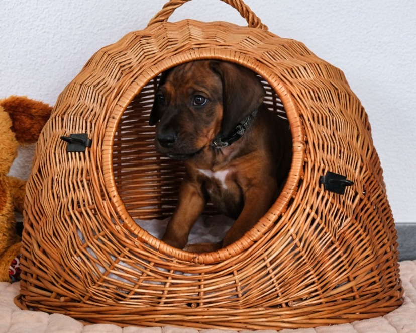 Rhodesian Ridgeback Welpe Akani 7. Woche