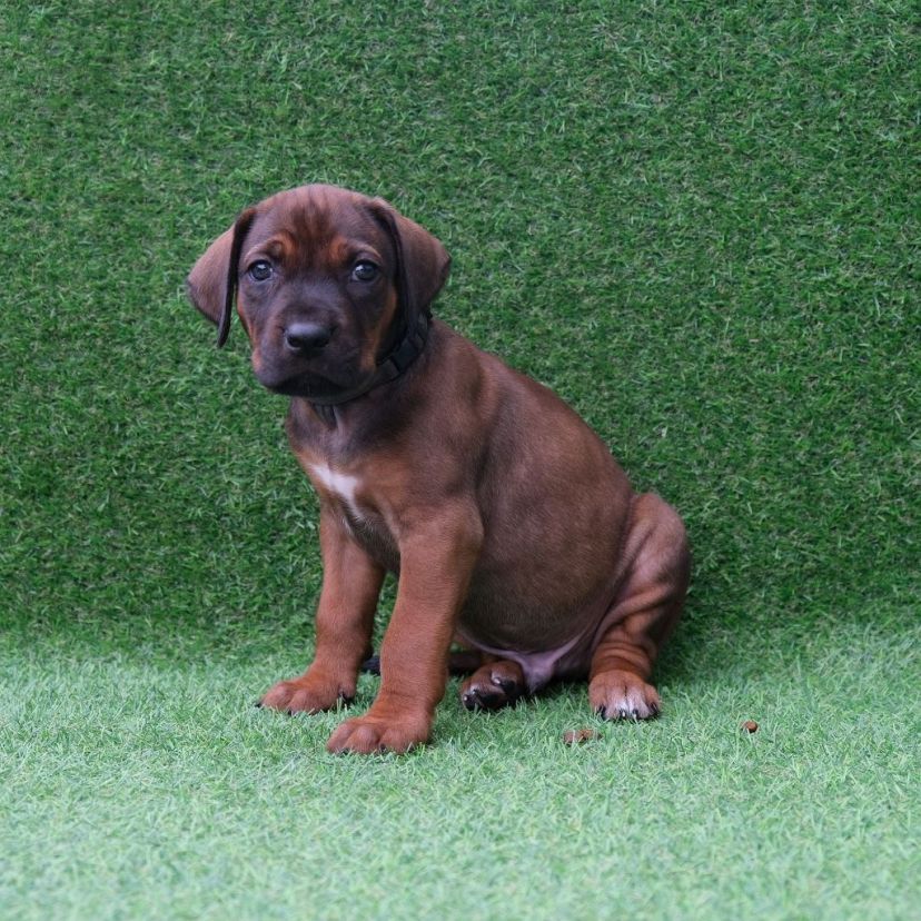 Rhodesian Ridgeback Welpe Akani 5. Woche