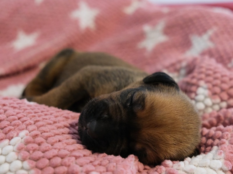 Rhodesian Ridgeback Welpe Amali