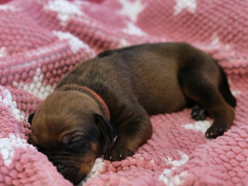 Rhodesian Ridgeback Welpe Aurora